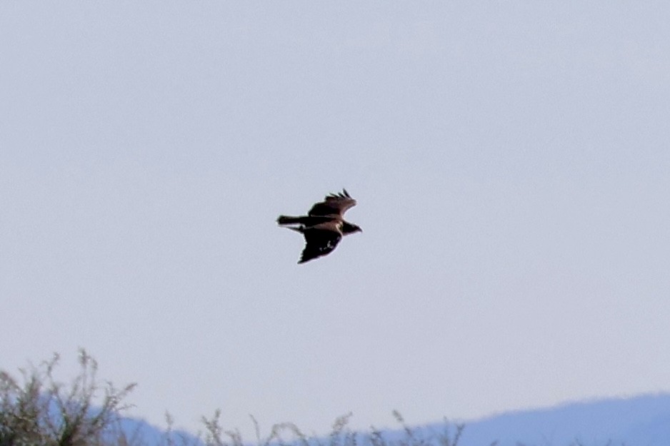 Скопа західна - ML645642955