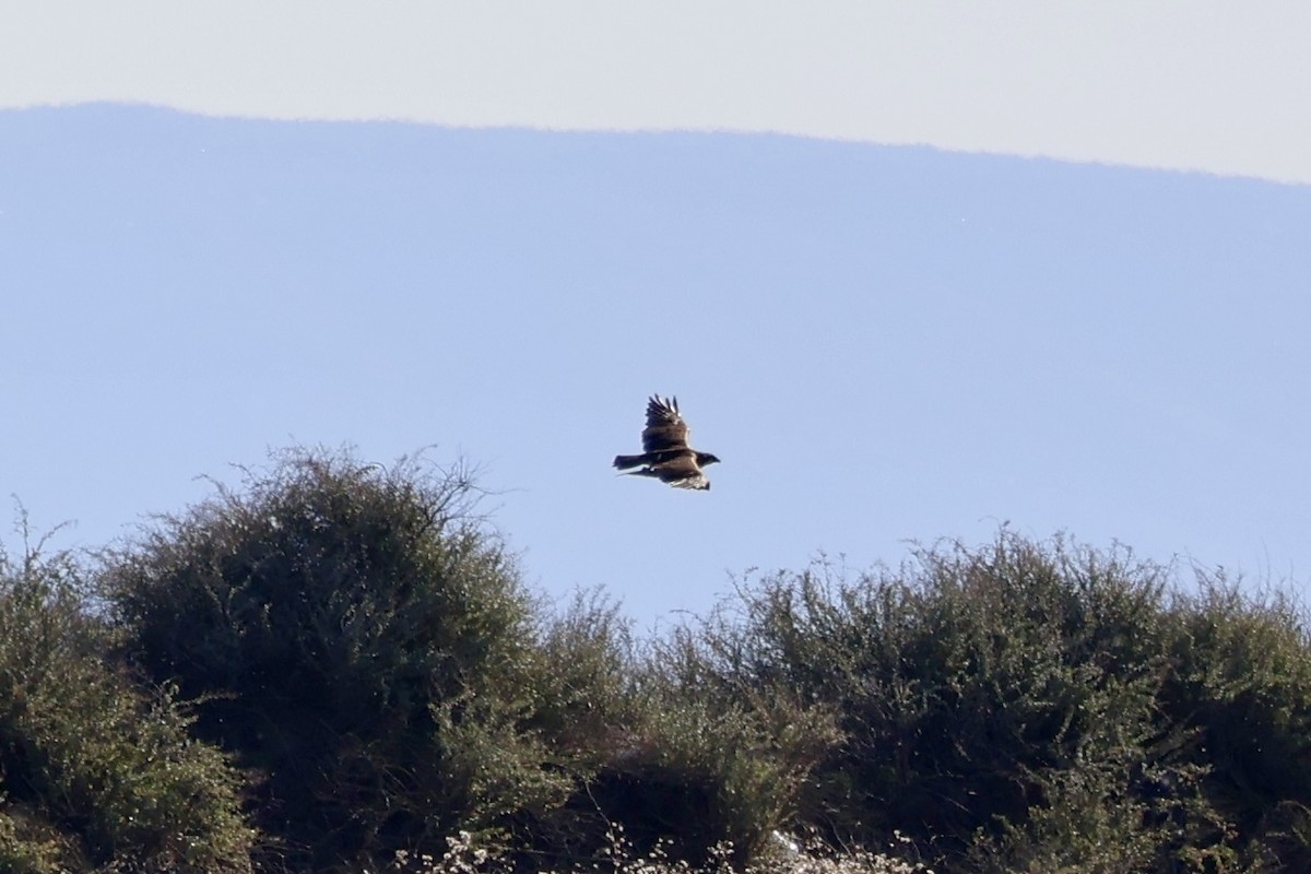 Скопа західна - ML645642956