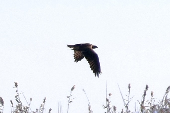 Скопа західна - ML645642957