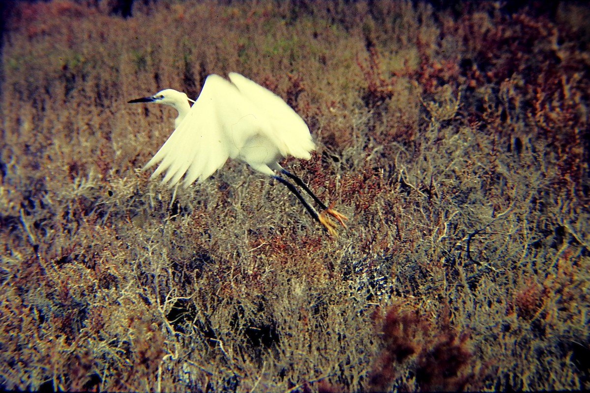 Чепура мала - ML645642958