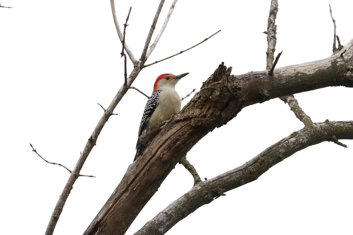 Гіла каролінська - ML645642959