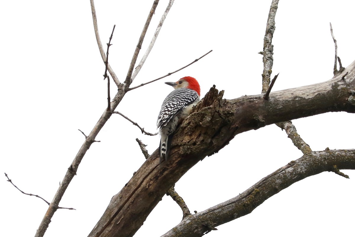 Гіла каролінська - ML645642960