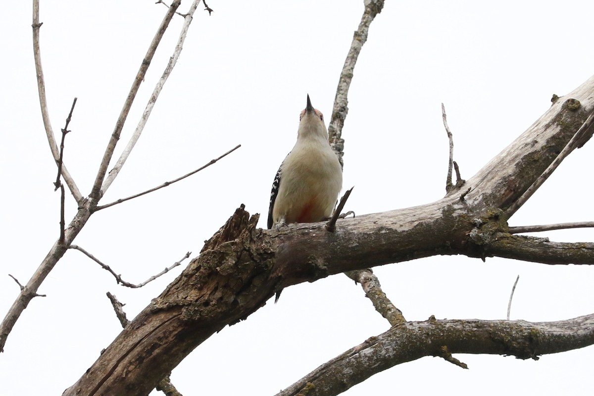 Гіла каролінська - ML645642961