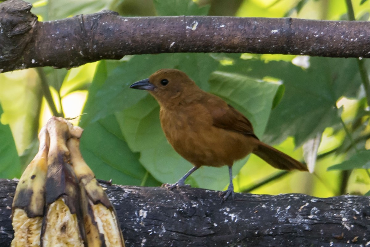 Танагра-жалібниця велика - ML645642962