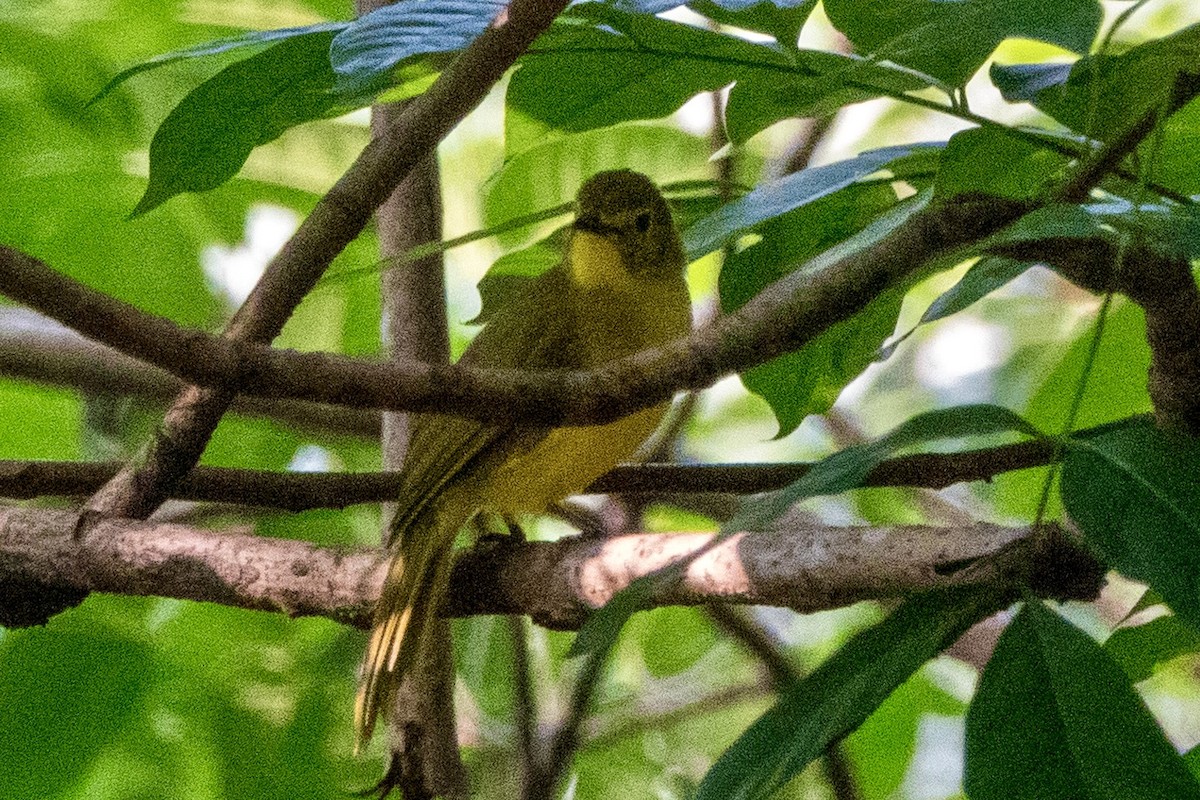 Бюльбюль жовточеревий - ML645642964