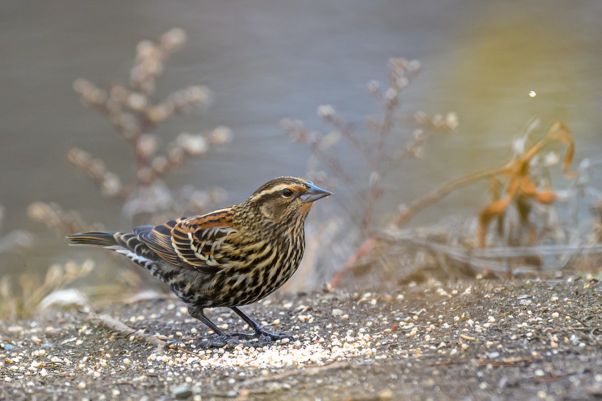 Еполетник червоноплечий - ML645642965