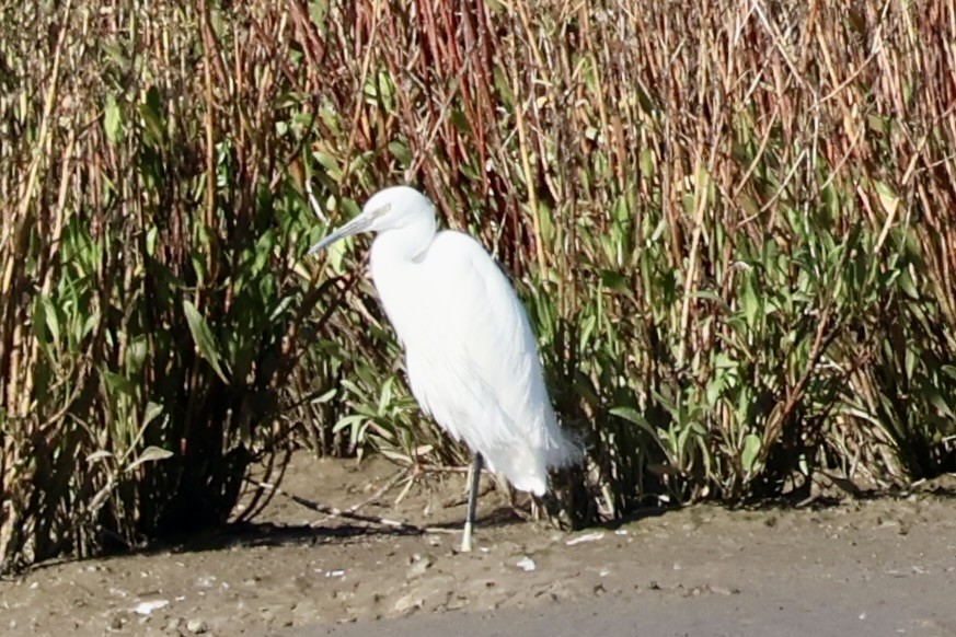 Чепура мала - ML645642966