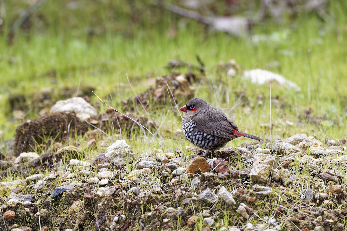 Вогнегуз південний - ML645642967
