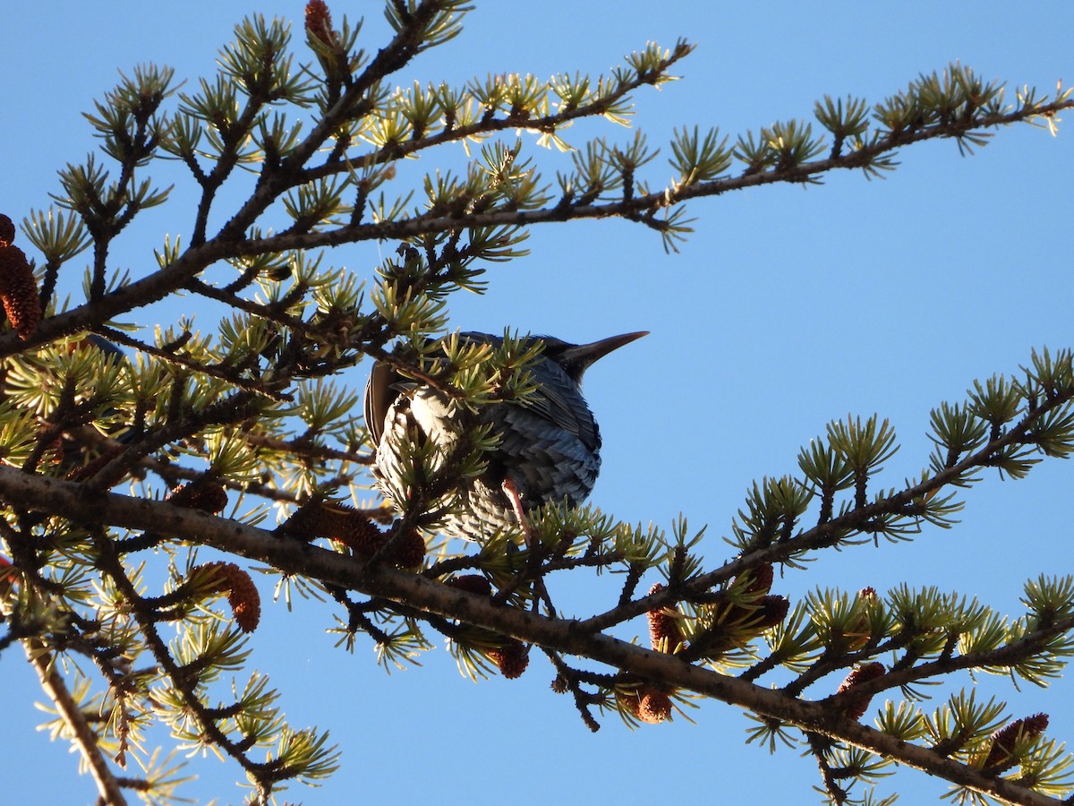 Шпак піренейський - ML645642968