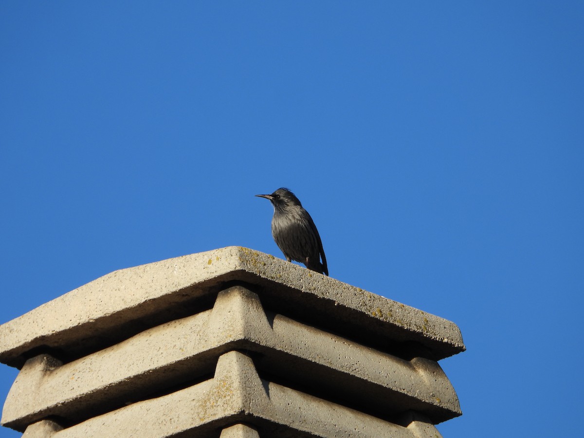 Шпак піренейський - ML645642969