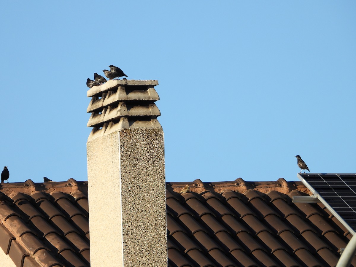 Шпак піренейський - ML645642970