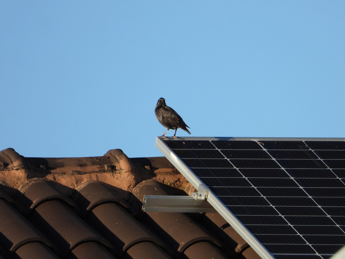 Шпак піренейський - ML645642971