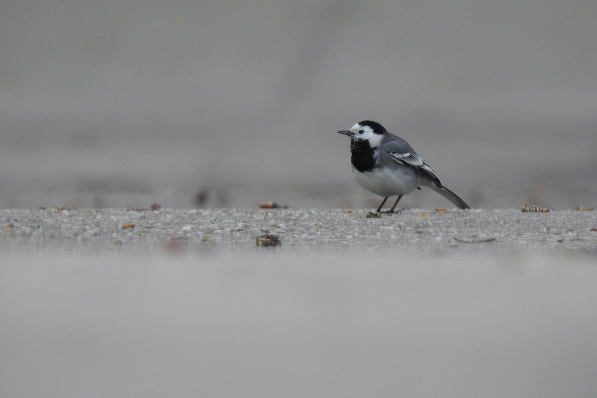 Плиска біла - ML645642973