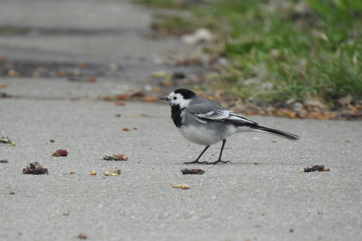 Плиска біла - ML645642974