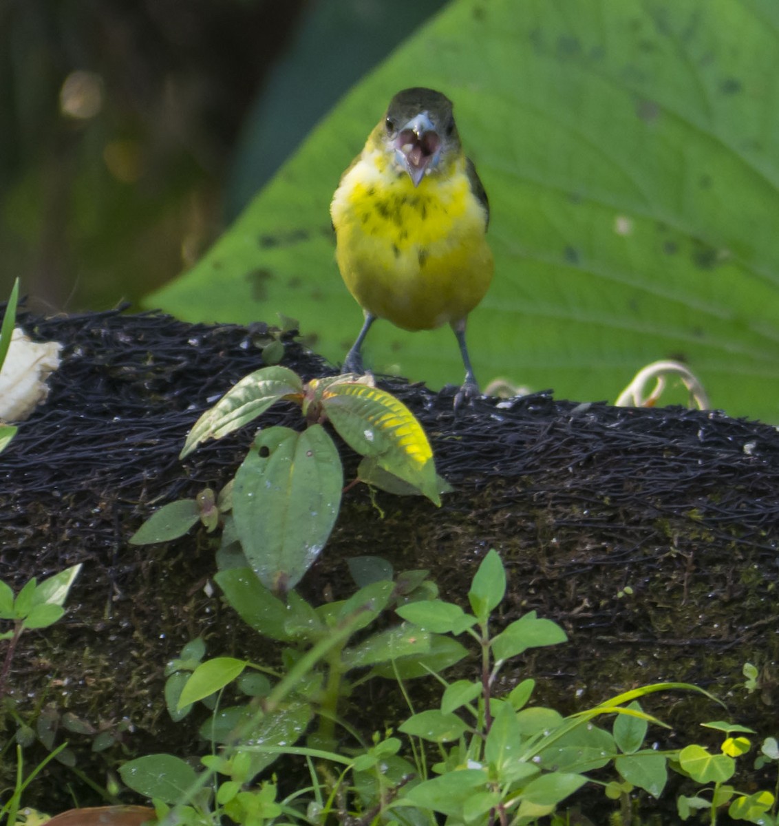 Flame-rumped Tanager (Lemon-rumped) - ML645642987