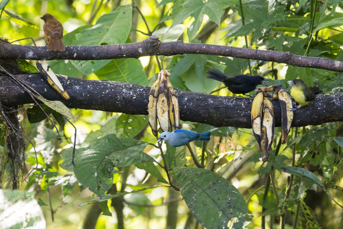 Blue-gray Tanager - ML645642990