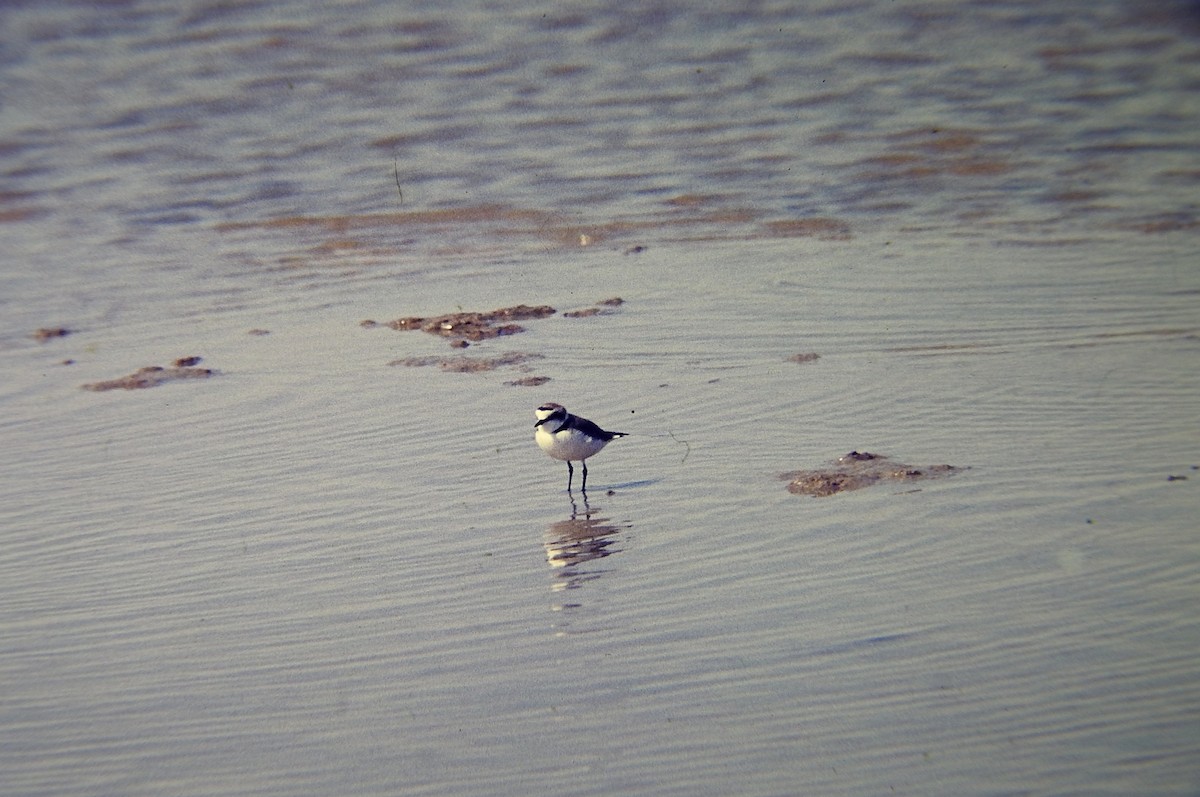 Kentish Plover - ML645642991