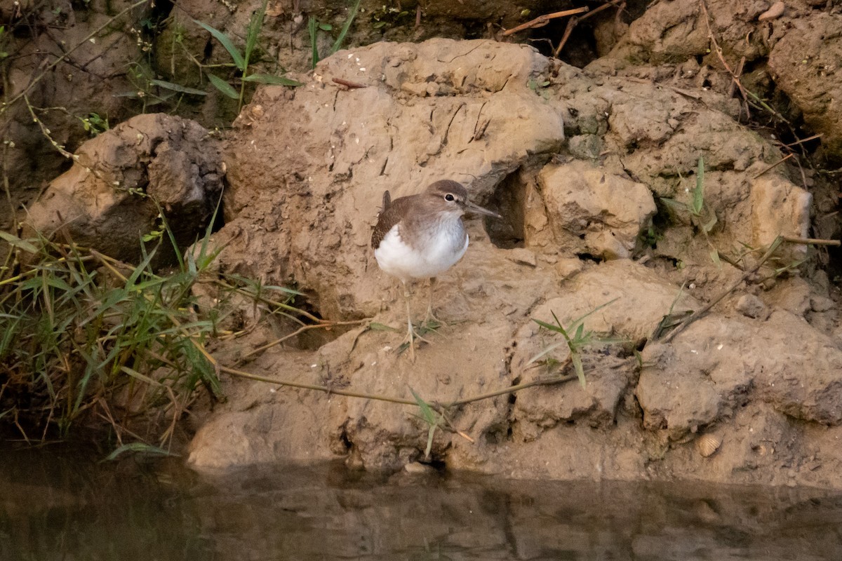 pisík obecný - ML645642992