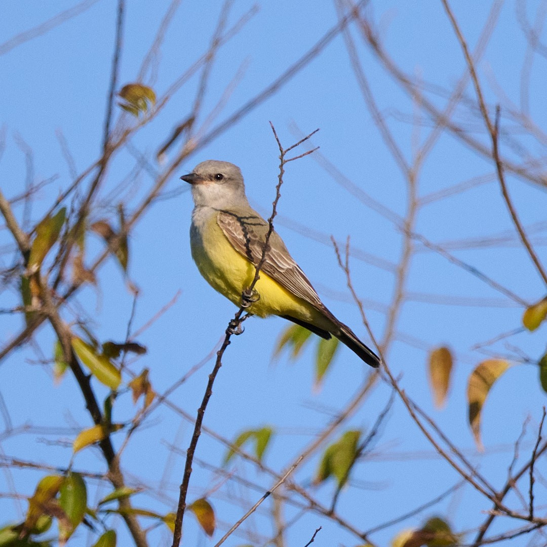 Western Kingbird - ML645642993