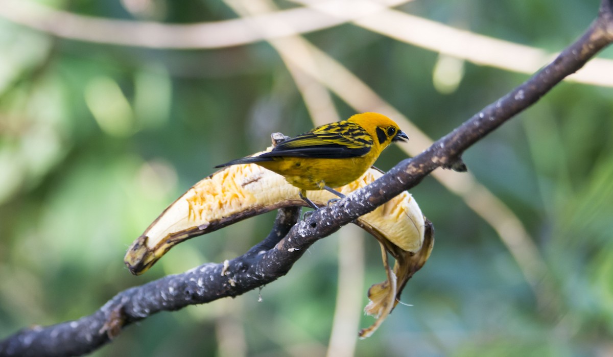 Golden Tanager - ML645642994