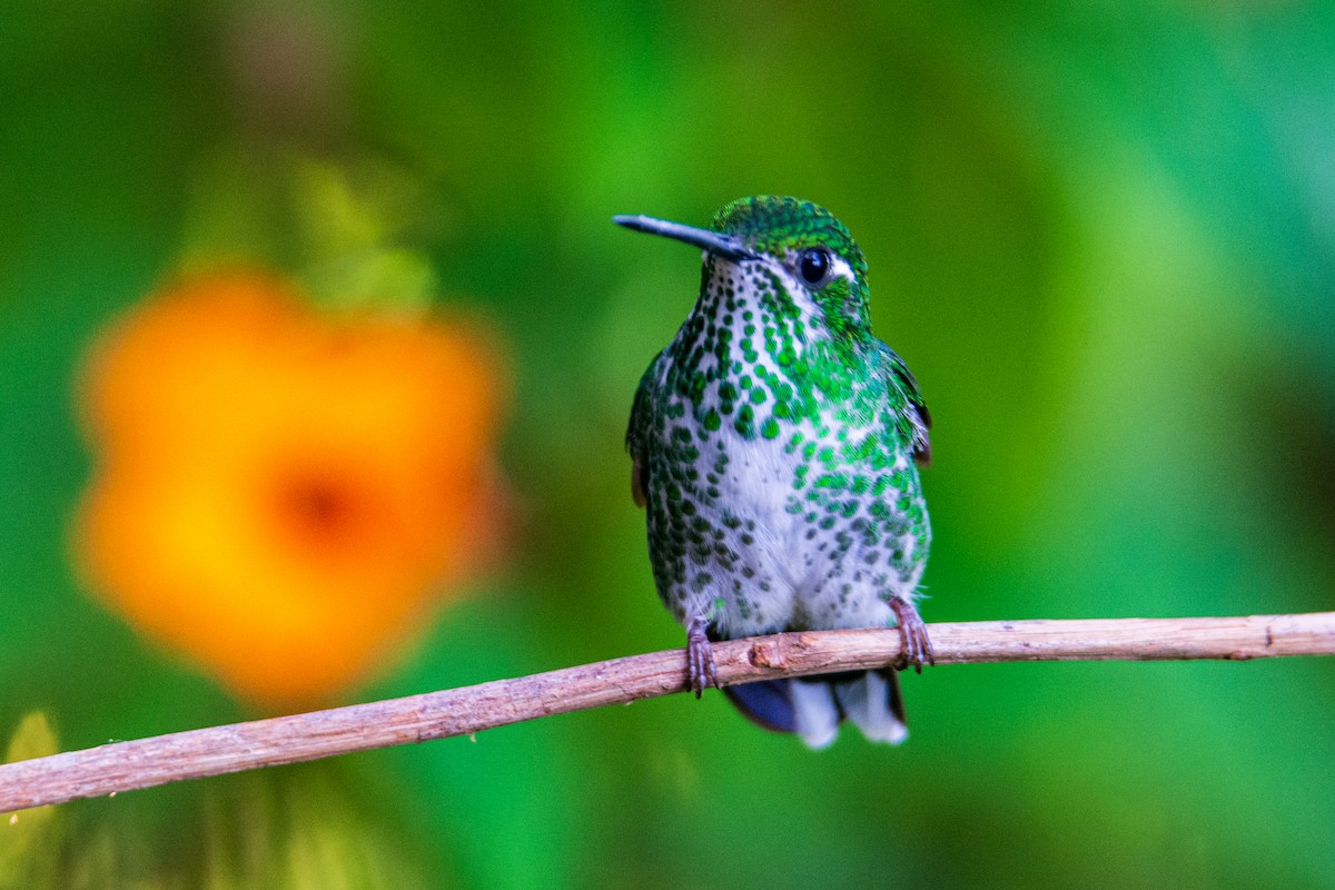 Purple-bibbed Whitetip - ML645642995