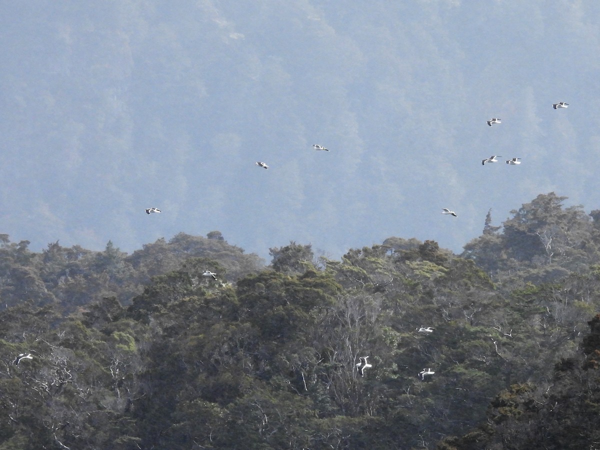 Kelp Gull - ML645642997