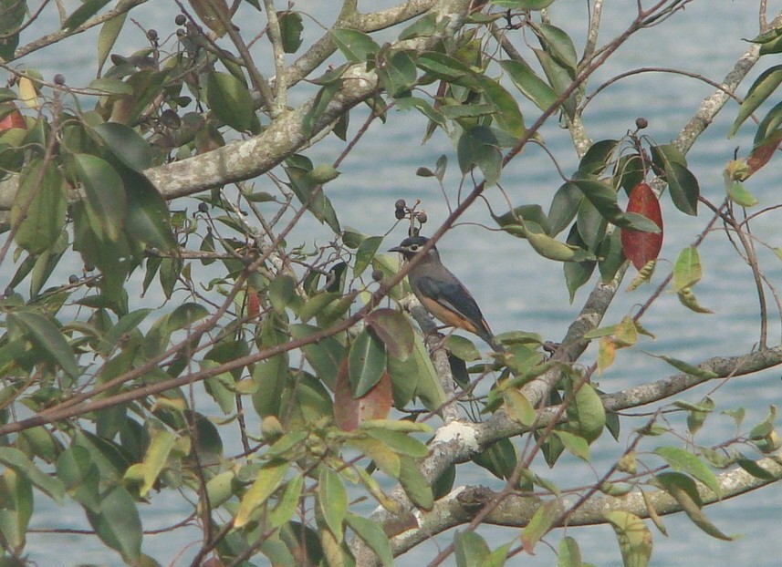 White-eared Sibia - ML645642999