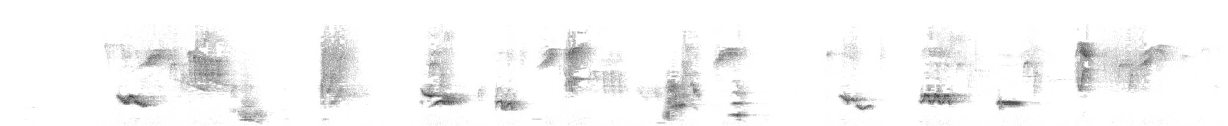 Rahmbauchdrossel - ML645643000