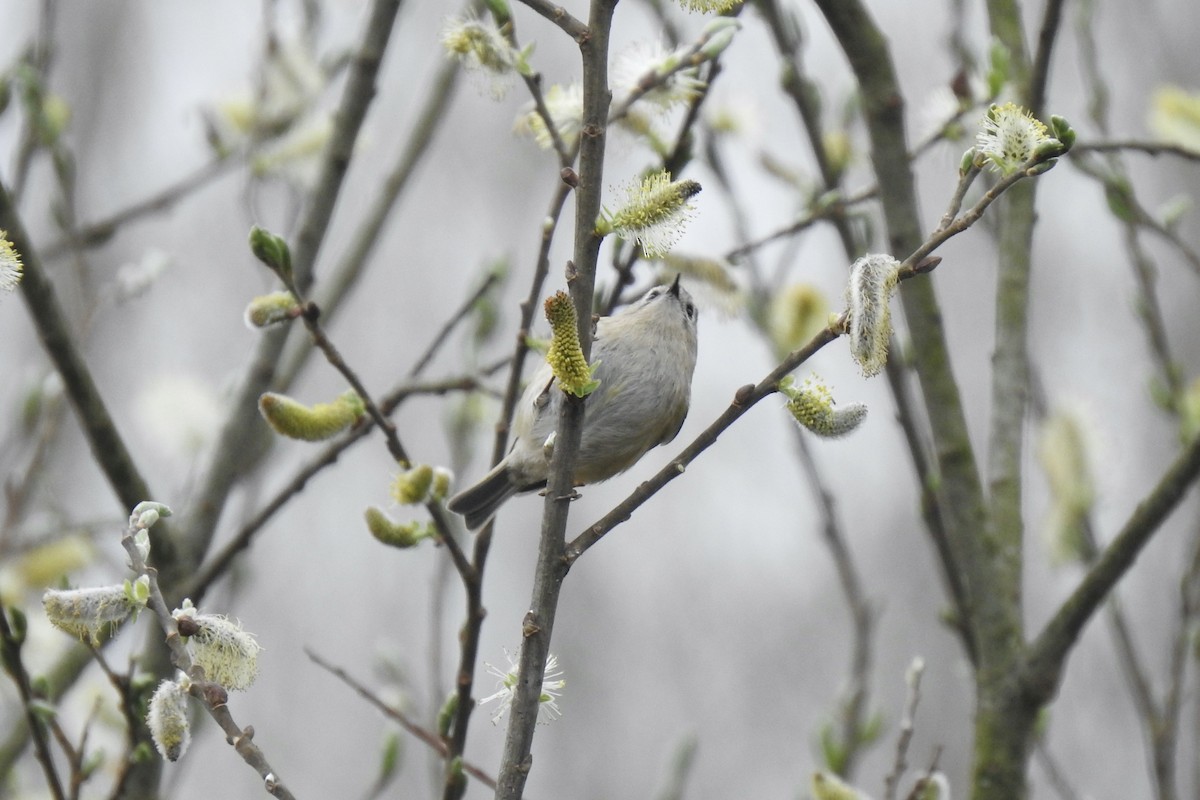 מלכילון האורנים - ML645643002