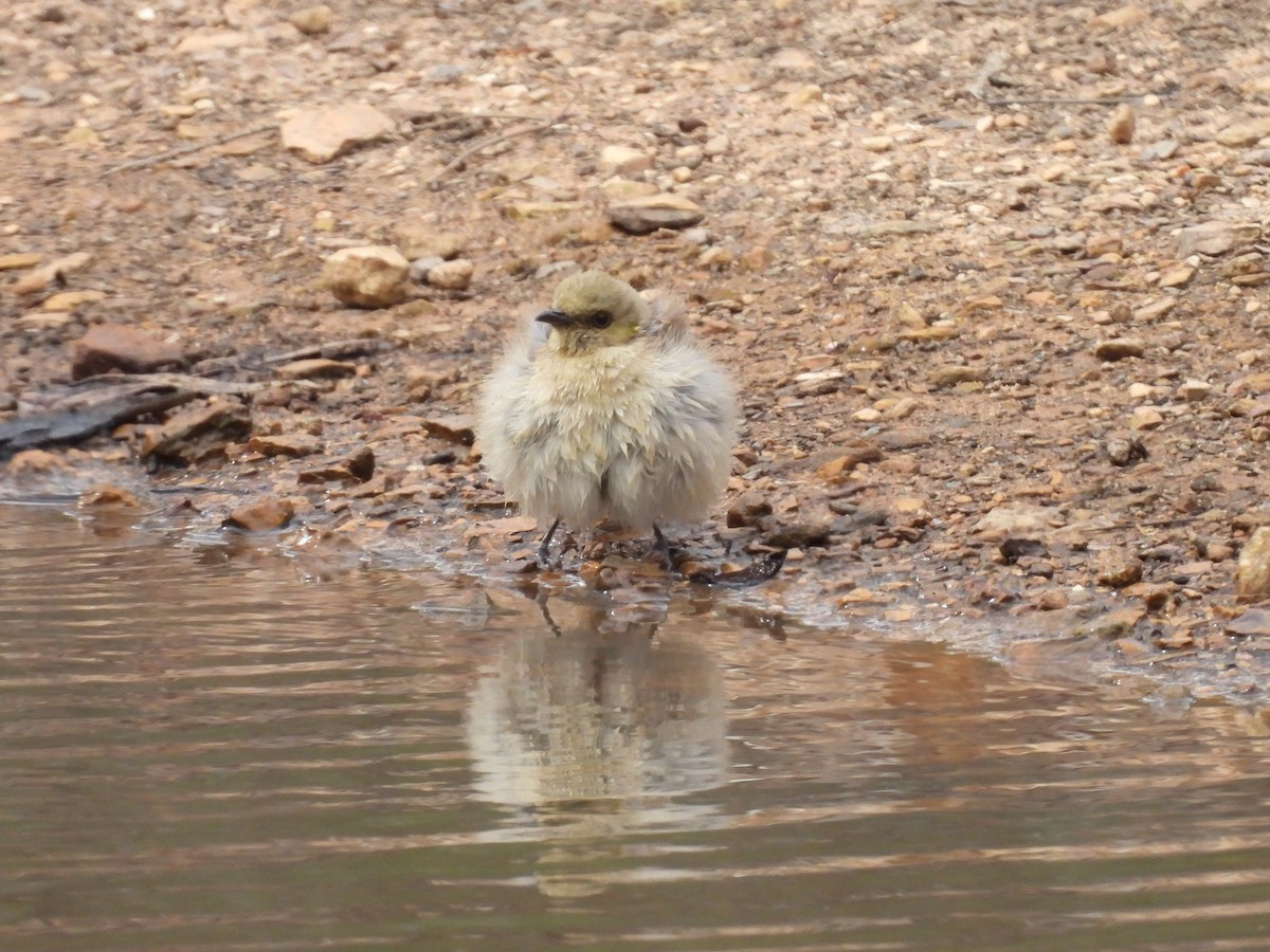 Fuscous Honeyeater - ML645643003