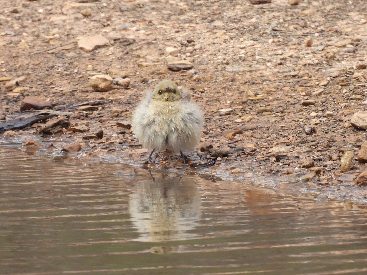 Fuscous Honeyeater - ML645643004