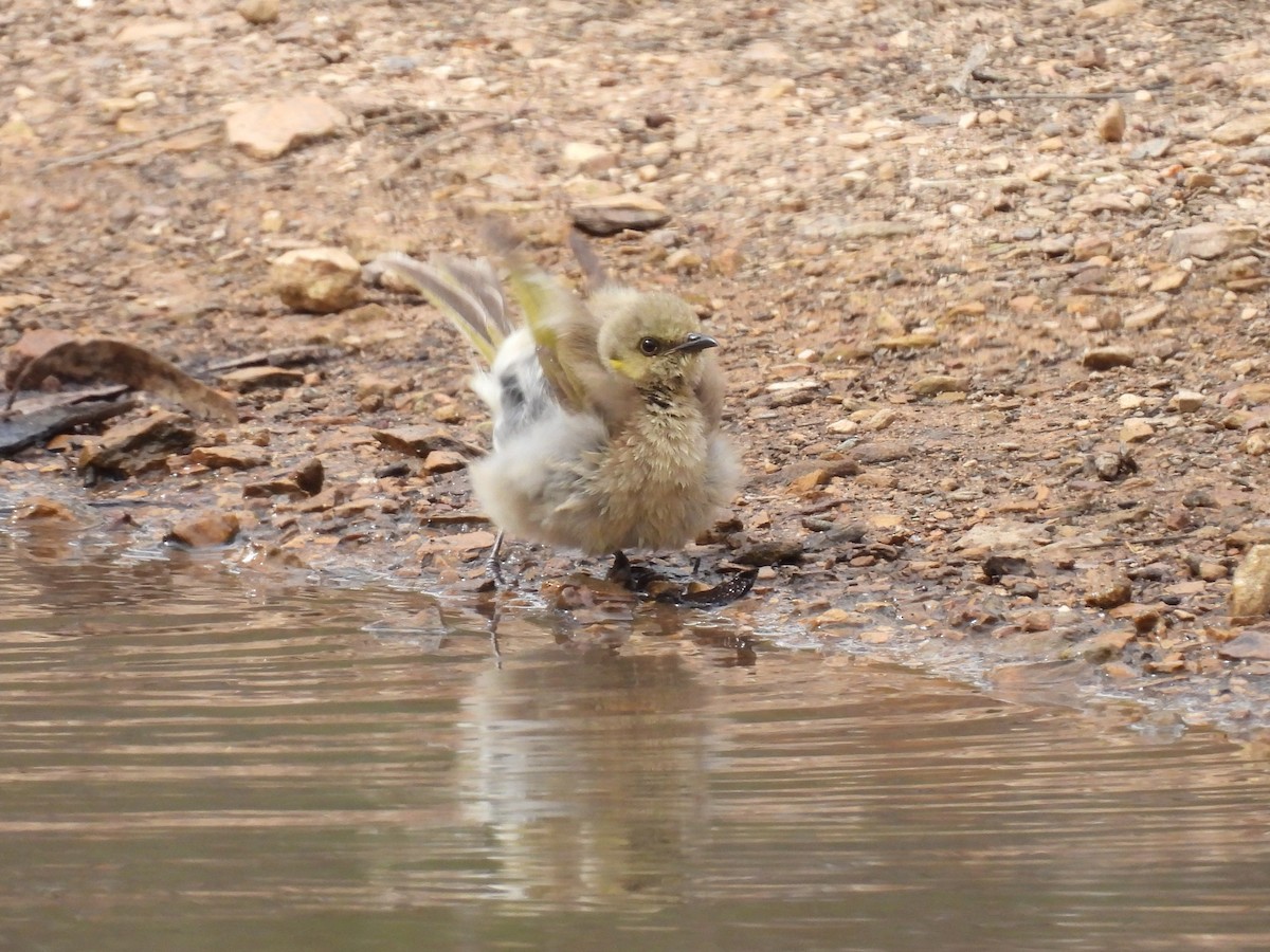 Fuscous Honeyeater - ML645643005