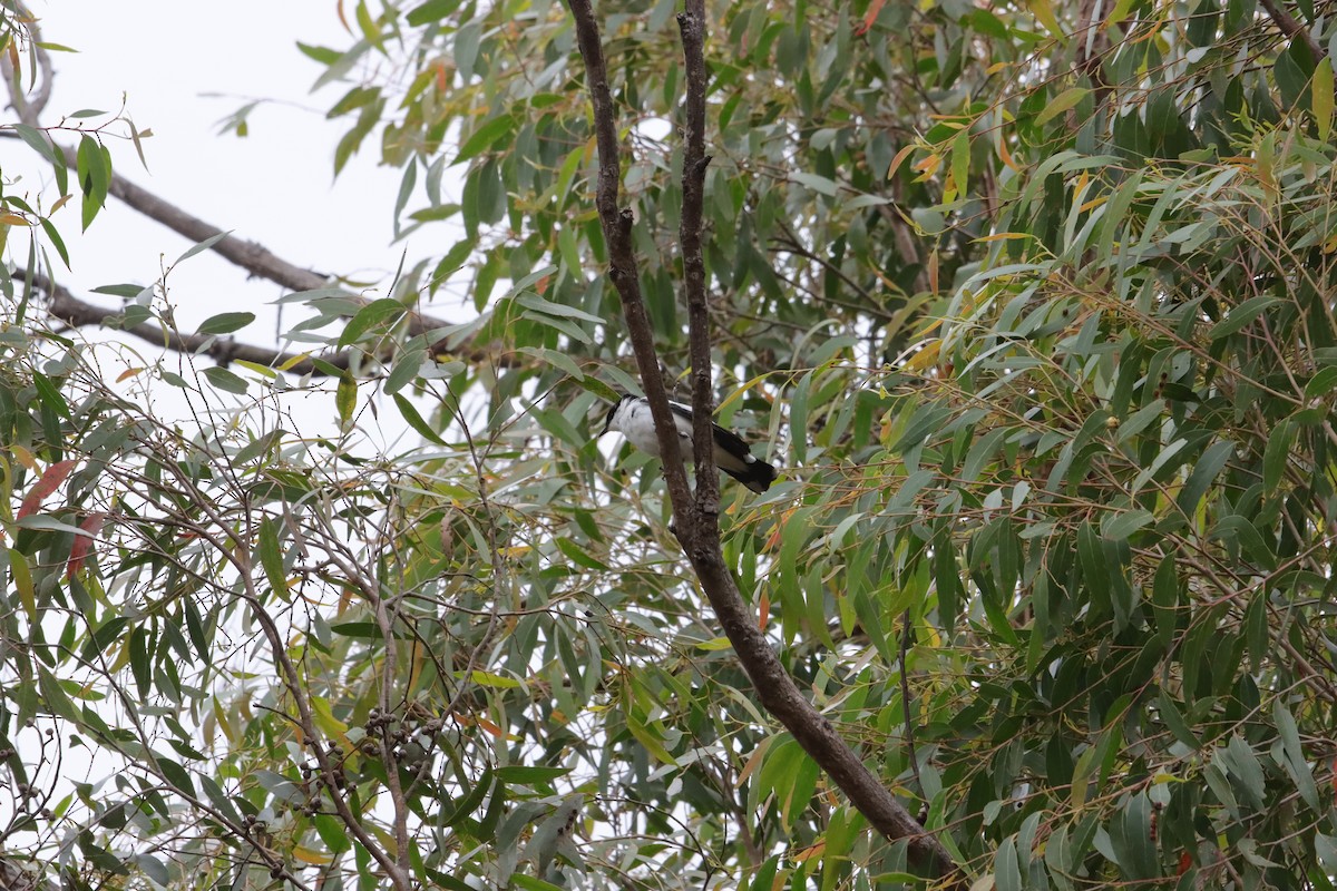 White-winged Triller - ML645643006