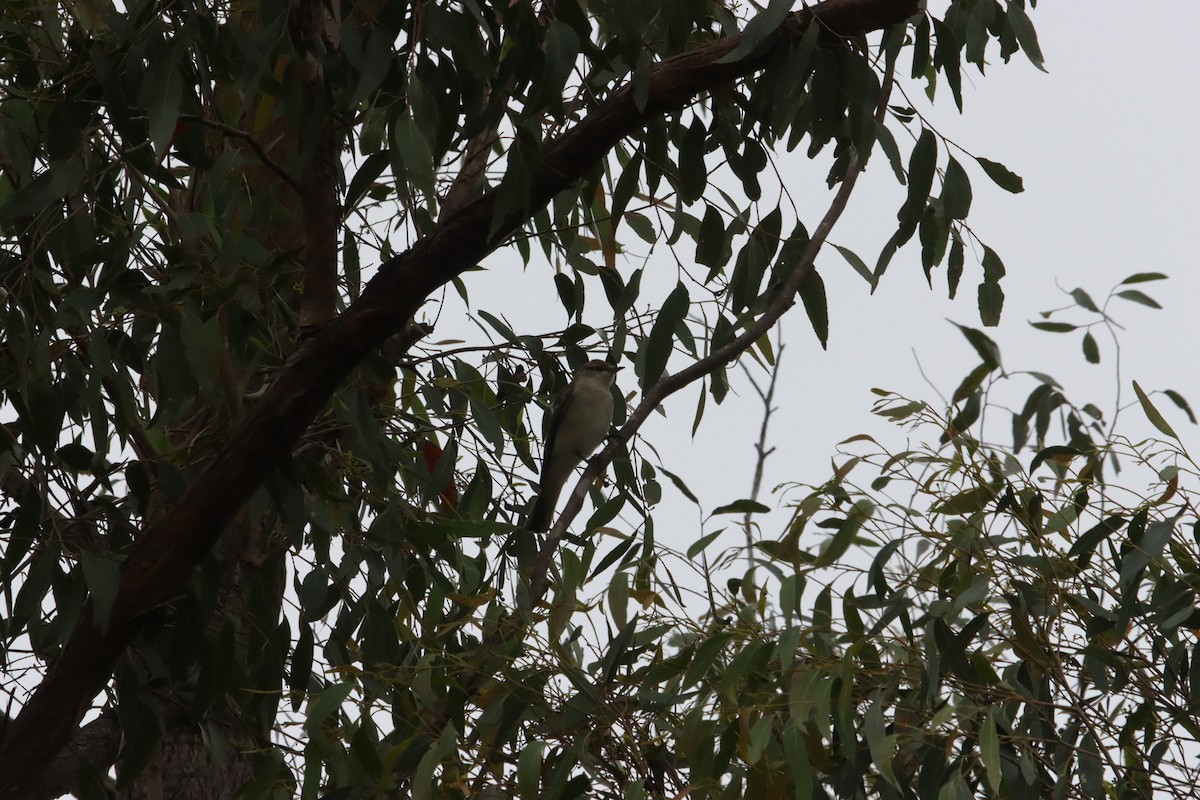 White-winged Triller - ML645643008