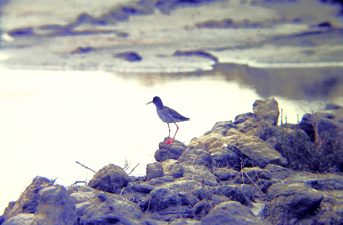 ביצנית לבנת-כנף - ML645643009