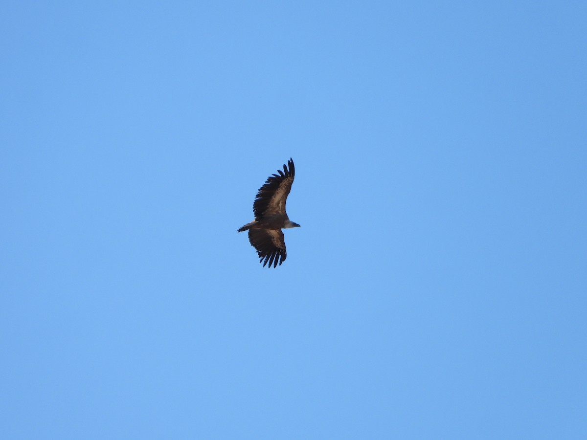 נשר מקראי - ML645643010