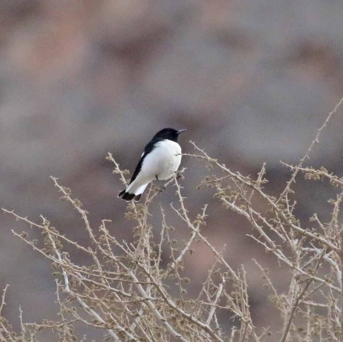 סלעית גדולה - ML645643015