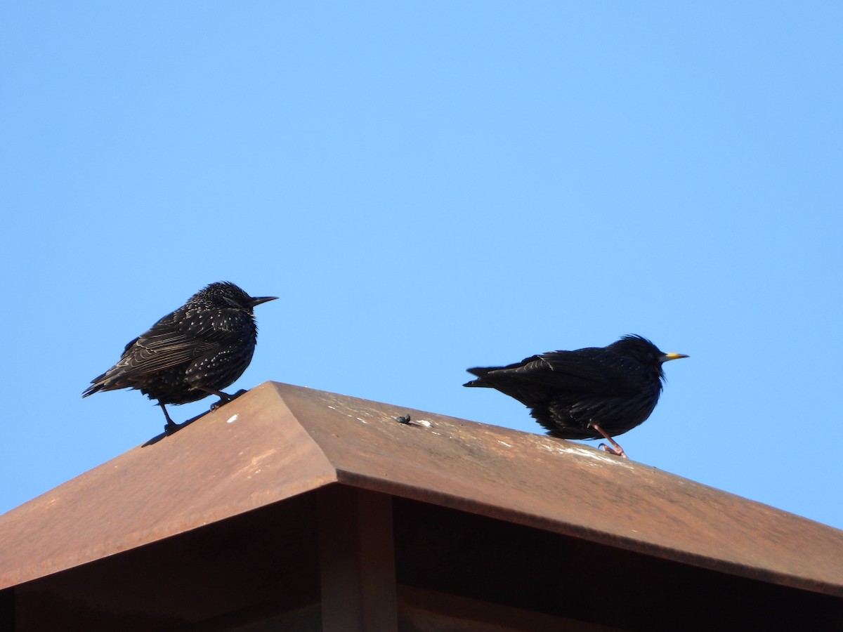 זרזיר שחור - ML645643016