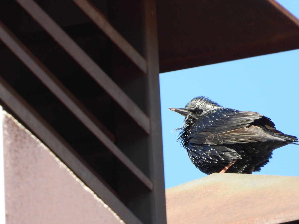 זרזיר שחור - ML645643017