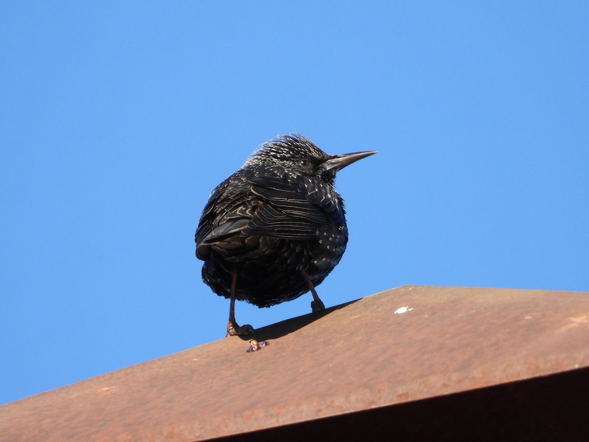 זרזיר שחור - ML645643018
