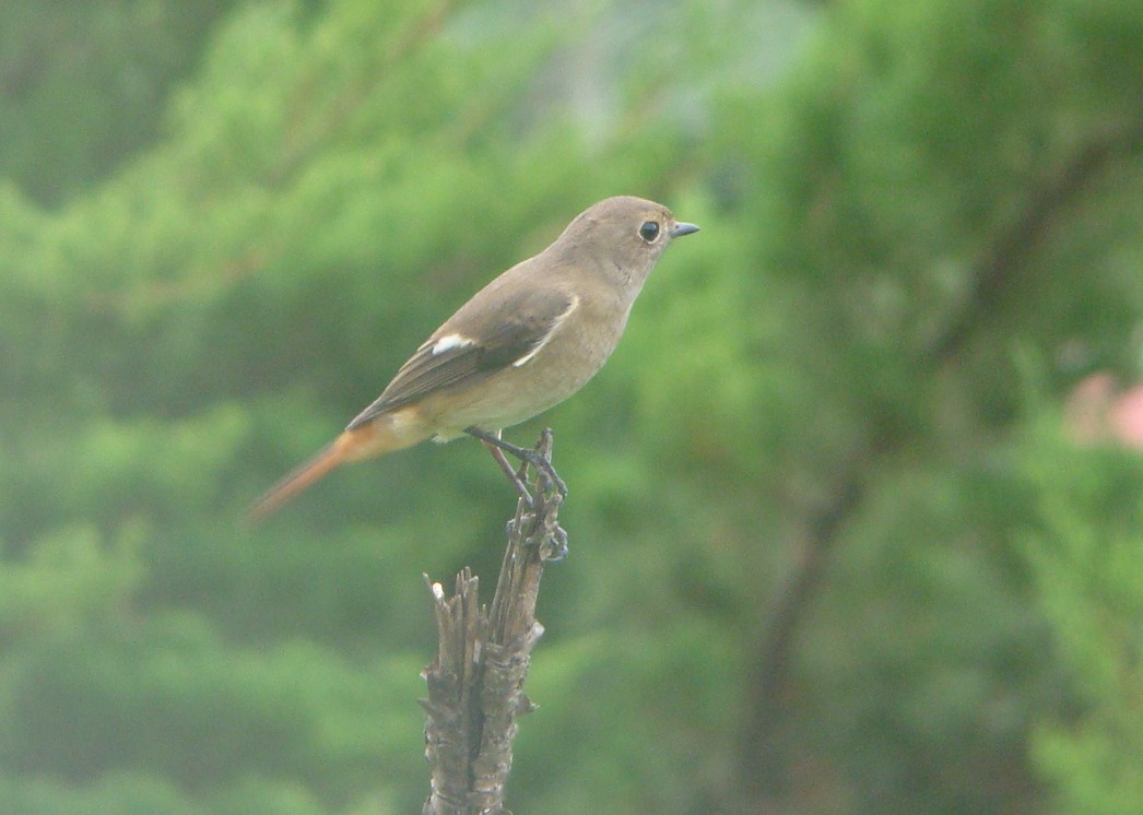 חכלילית סיבירית - ML645643020