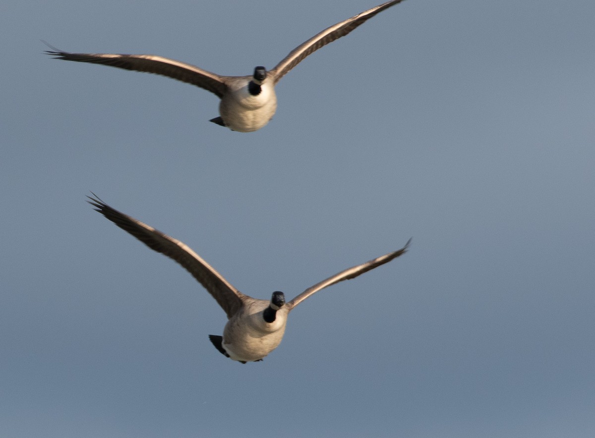 ברנטה קנדית - ML645643022