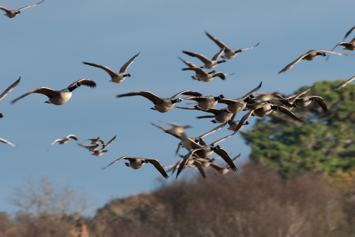 ברנטה קנדית - ML645643023