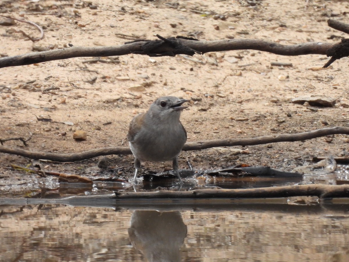Gray Shrikethrush - ML645643025