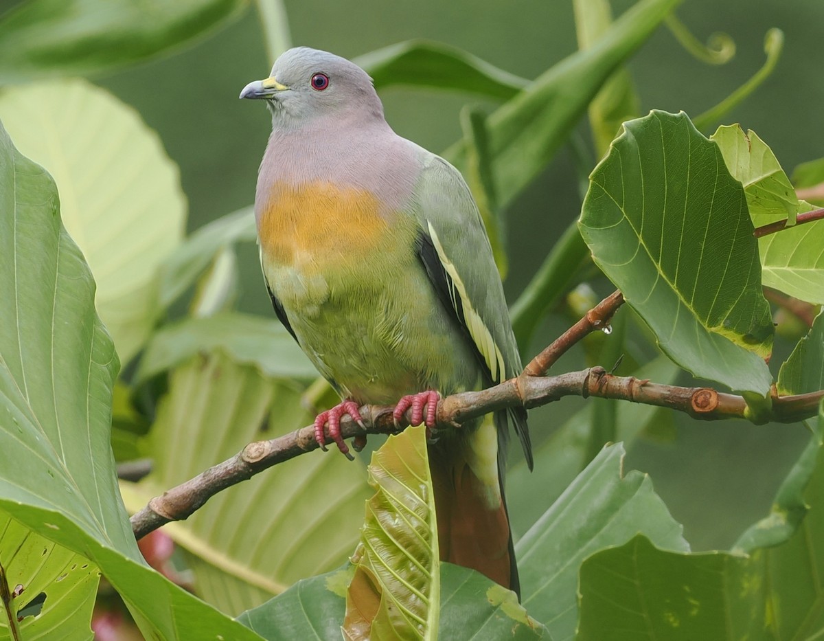 Pink-necked Green-Pigeon - ML645643026