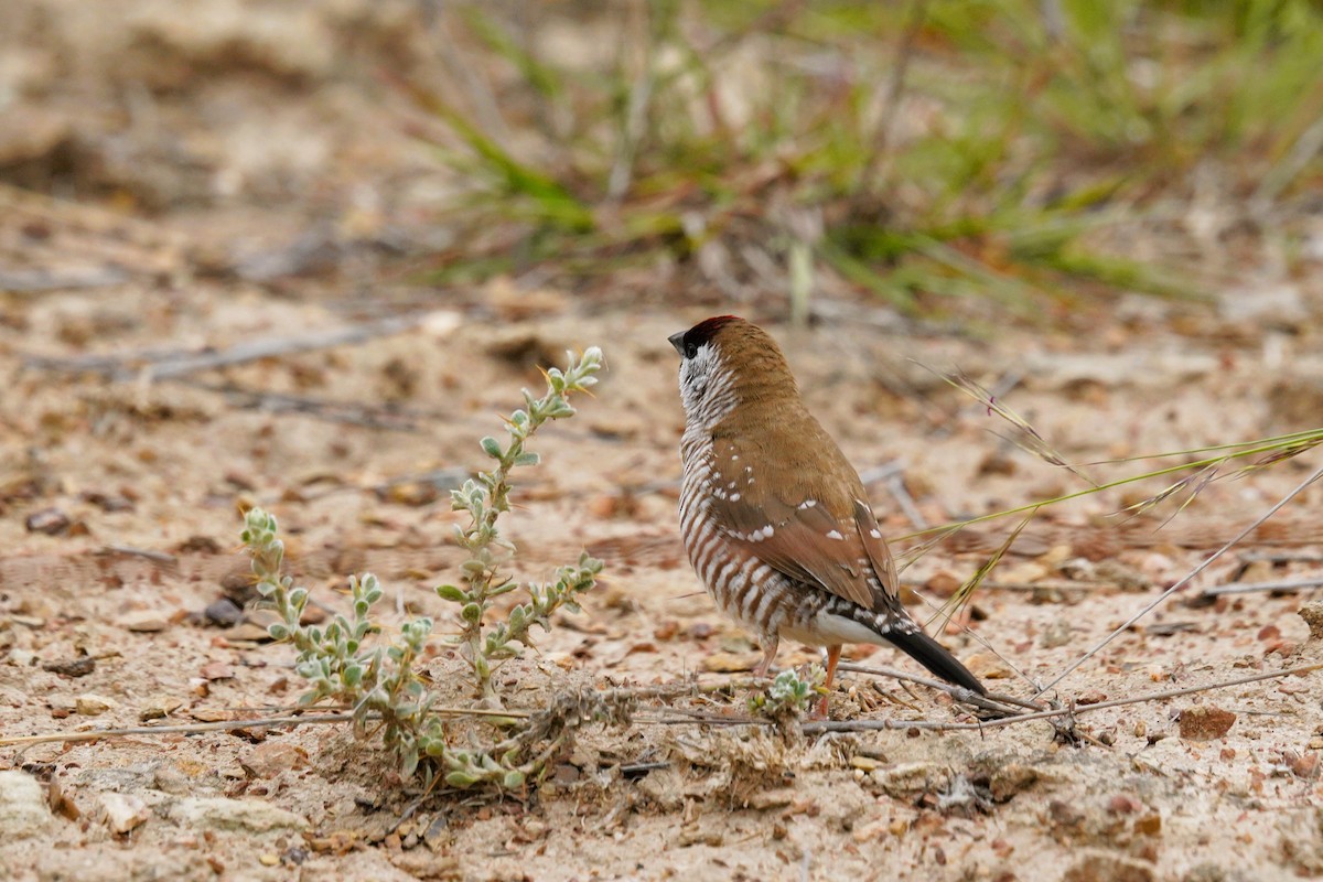 Plum-headed Finch - ML645643027