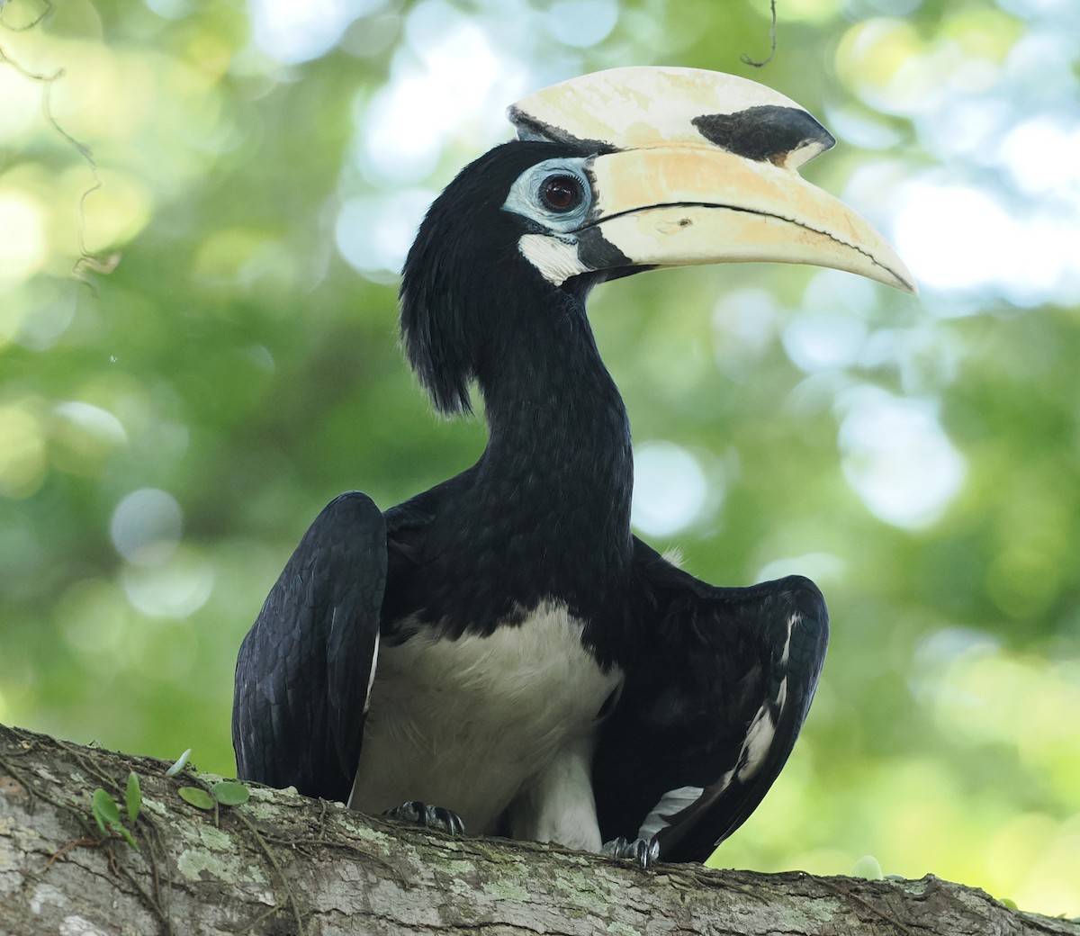 Oriental Pied-Hornbill - ML645643029