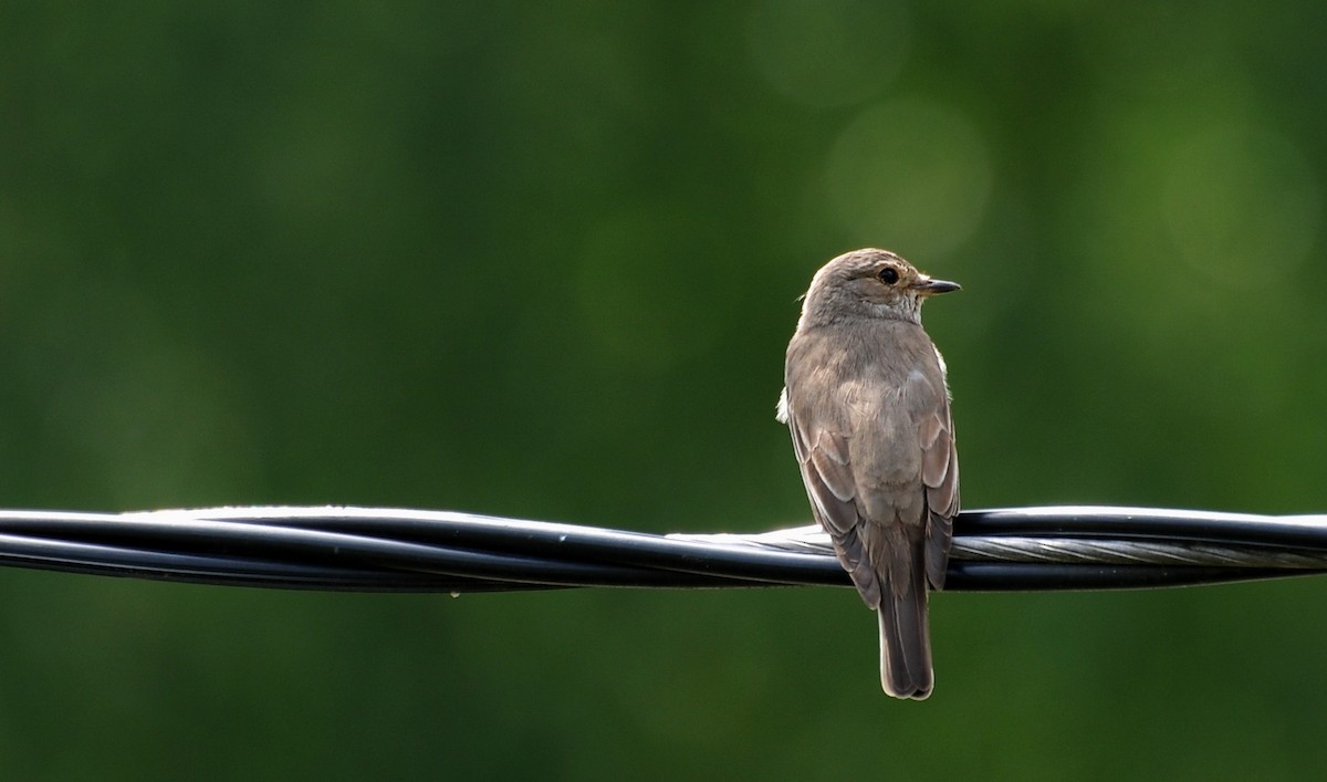 חטפית אפורה - ML645643032