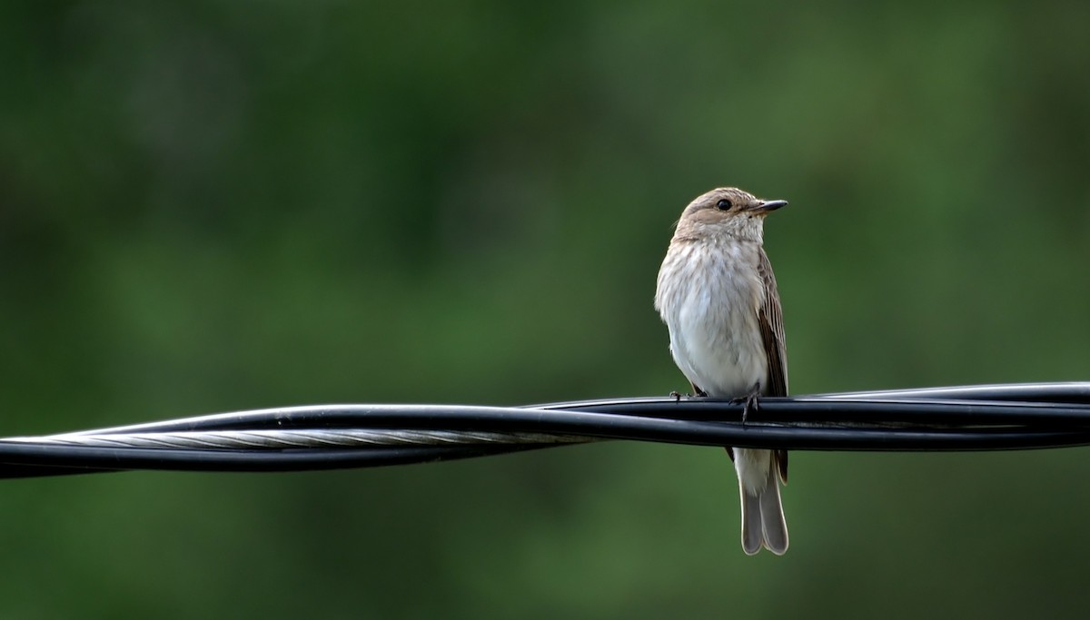 חטפית אפורה - ML645643033