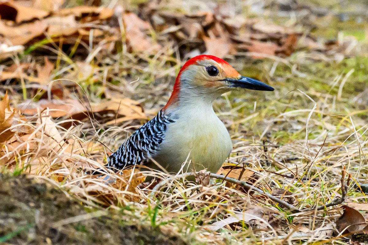 Red-bellied Woodpecker - ML645643034